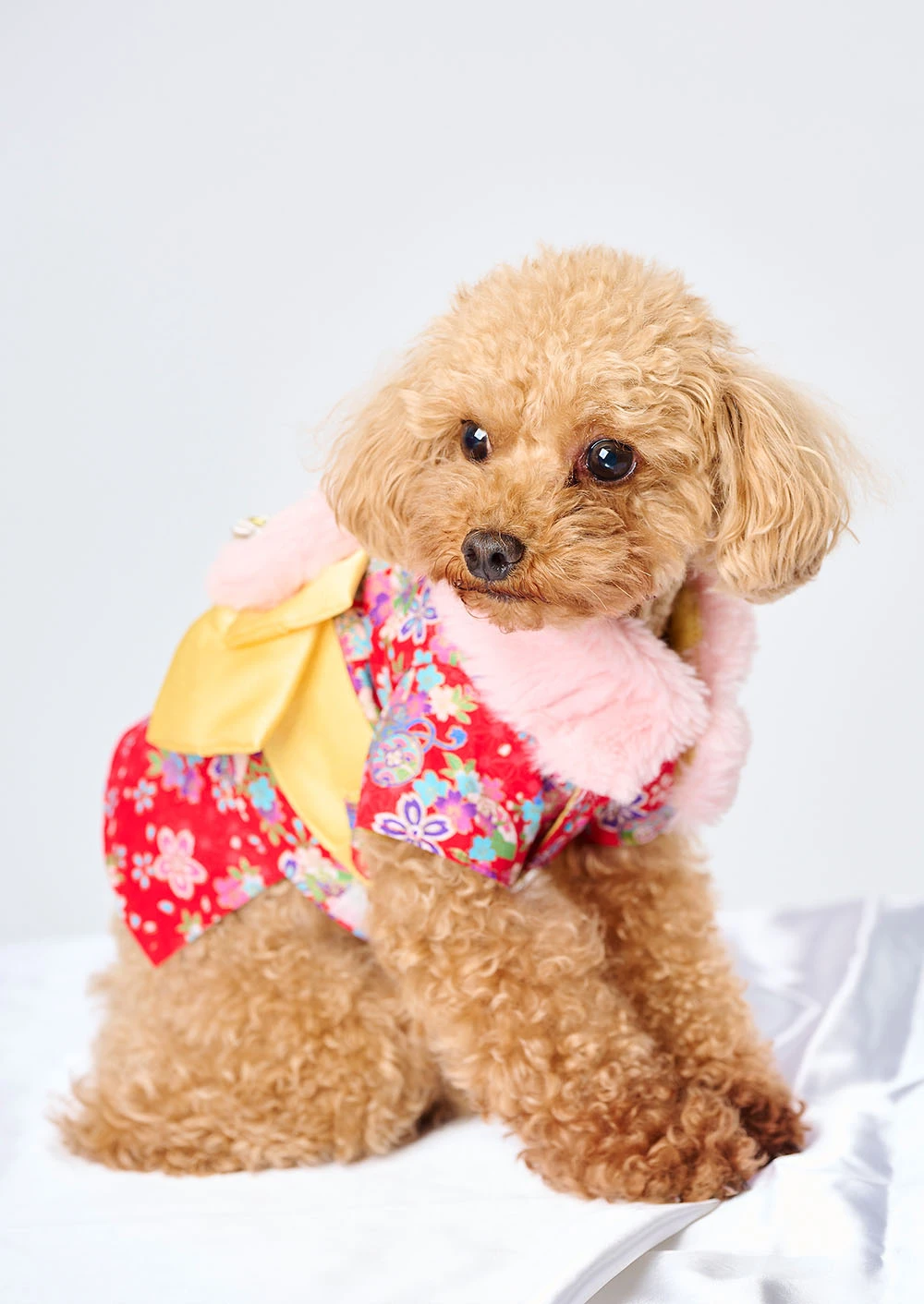 ペット撮影ギャラリー写真3