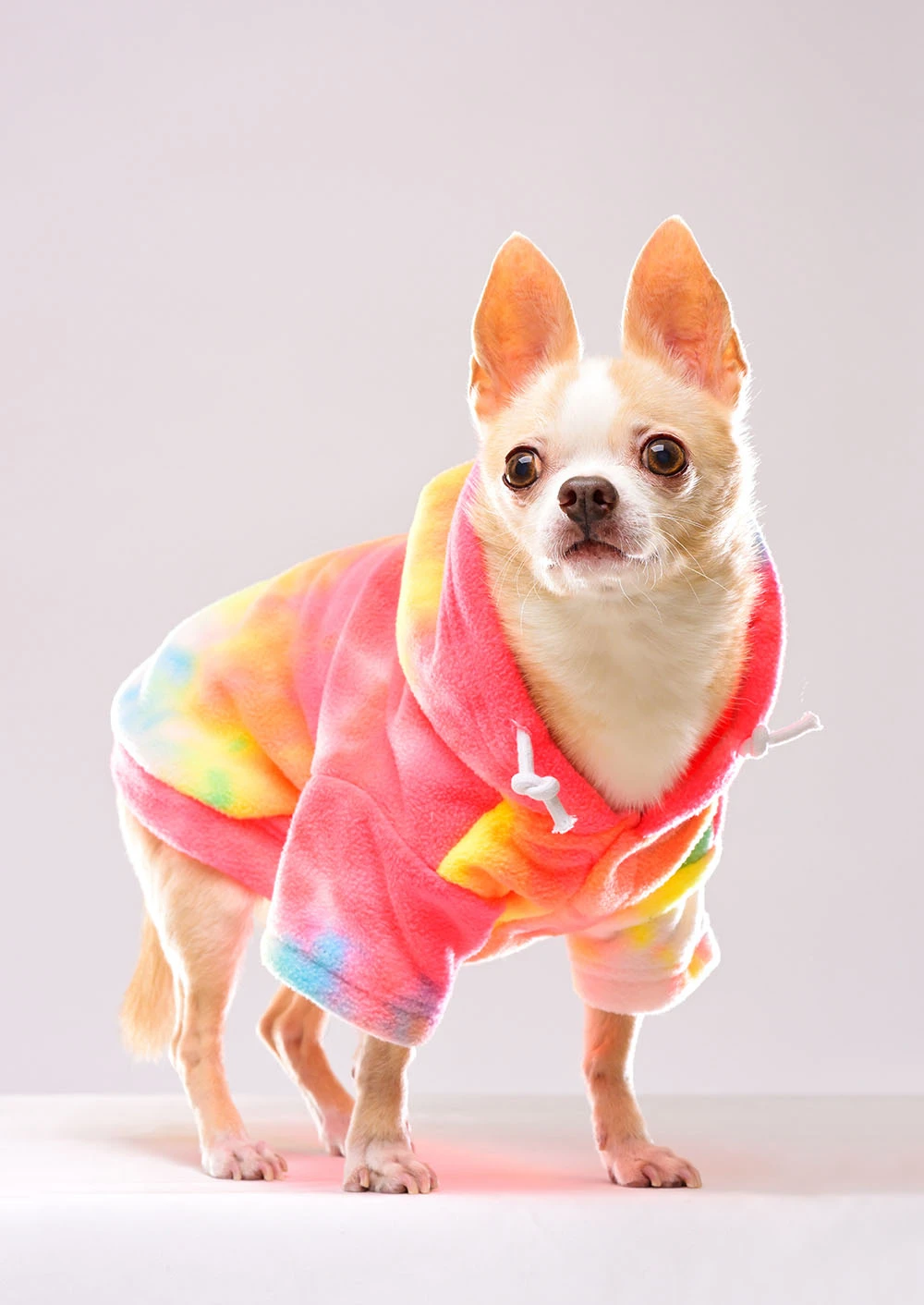 ペット撮影ギャラリー写真4